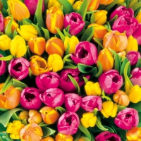 Servietten 33x33 cm - Tulips Servietten 33x33 cm - Tulips