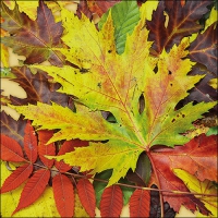 Servietten 33x33 cm - Fall Festival Servietten 33x33 cm - Fall Festival