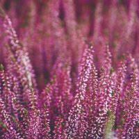 Servietten 33x33 cm - Heather Servietten 33x33 cm - Heather