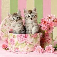 Servietten 33x33 cm - Cats in Box