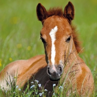 Servietten 33x33 cm - Foal
