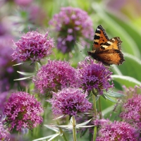 Servietten 33x33 cm - Allium Love