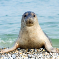 Servietten 33x33 cm - Seal