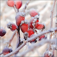 Servietten 33x33 cm - Frozen Rosehips