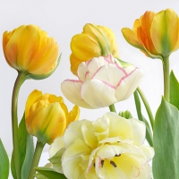 Servietten 33x33 cm - Soft Tulips 