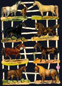 Glanzbilder - 8 Pferde Glanzbilder - 8 Pferde