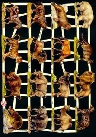 Glanzbilder - wilde Tiere Glanzbilder - wilde Tiere