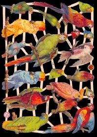 Glanzbilder - Papageien