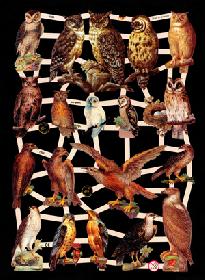 Glanzbilder - Greifvögel + Uhu