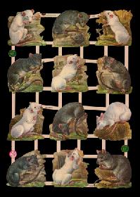 Glanzbilder - Ratten Glanzbilder - Ratten