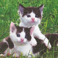 Servietten 33x33 cm - Susi & Sammy Servietten 33x33 cm - Susi & Sammy