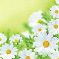 Servietten 33x33 cm - White Daisies Servietten 33x33 cm - White Daisies