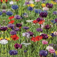 Servietten 33x33 cm - Flower Field Servietten 33x33 cm - Flower Field