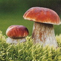 Servietten 33x33 cm - Porcini