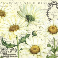 Servietten 25x25 cm - SHASTA DAISY cream