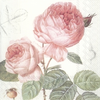 Servietten 25x25 cm - ELISABETH