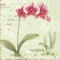 Servietten 25x25 cm - L´ORCHIDÉE light green
