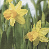 Servietten 33x33 cm - Daffodil Servietten 33x33 cm - Daffodil