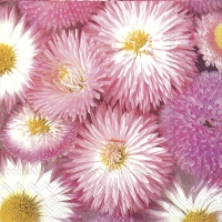 Servietten 33x33 cm - MY SWEET PINK DAISY Servietten 33x33 cm - MY SWEET PINK DAISY