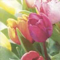 Servietten 33x33 cm - TULIPS MELODIES