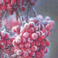 Servietten 33x33 cm - FROSTY BERRIES