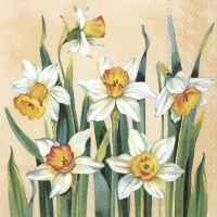 Servietten 33x33 cm - WHITE NARCISSUS apricot