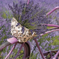 Servietten 33x33 cm - Lavender Bicycle