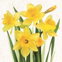 Servietten 33x33 cm - Bunch of Yellow Daffodils