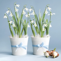 Servietten 33x33 cm - Snowdrops in Flowerpots Servietten 33x33 cm - Snowdrops in Flowerpots