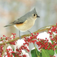 Servietten 33x33 cm - Tufted Titmouse