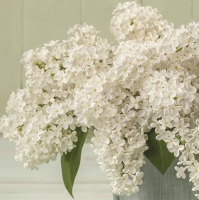 Servietten 33x33 cm - White Lilac Bouquet