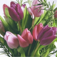 Servietten 25x25 cm - Tulipa Servietten 25x25 cm - Tulipa