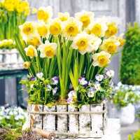 Servietten 33x33 cm - Narciso Servietten 33x33 cm - Narciso