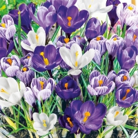 Servietten 33x33 cm - Crocuses 