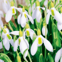 Servietten 33x33 cm - Perce-Neige