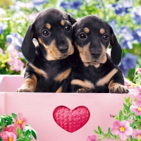 Servietten 33x33 cm - Dachshund Puppies Servietten 33x33 cm - Dachshund Puppies