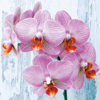 Servietten 33x33 cm - Phalaneopsis