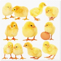 Servietten 33x33 cm - Little Chickens