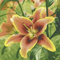 Servietten 25x25 cm - Lilium