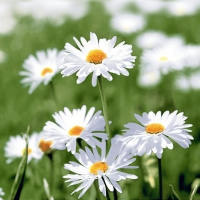 Servietten 33x33 cm - Full of daisies