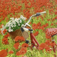 Servietten 33x33 cm - In the poppie field