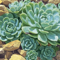 Servietten 33x33 cm - Desert plants