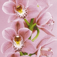 Servietten 33x33 cm - Pink orchid