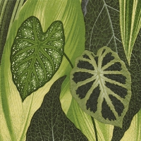 Servietten 33x33 cm - Dieffenbachia