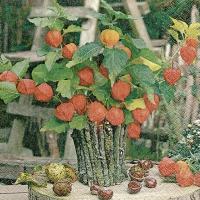 Servietten 33x33 cm - Physalis
