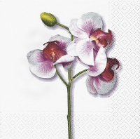 Servietten 33x33 cm - Classic orchid white