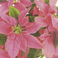 Servietten 33x33 cm - Pink poinsettia