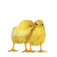 Servietten 25x25 cm - Rosy & Josy