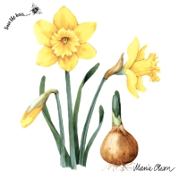 Servietten 33x33 cm - Daffodil