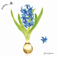 Servietten 33x33 cm - Hyacinth